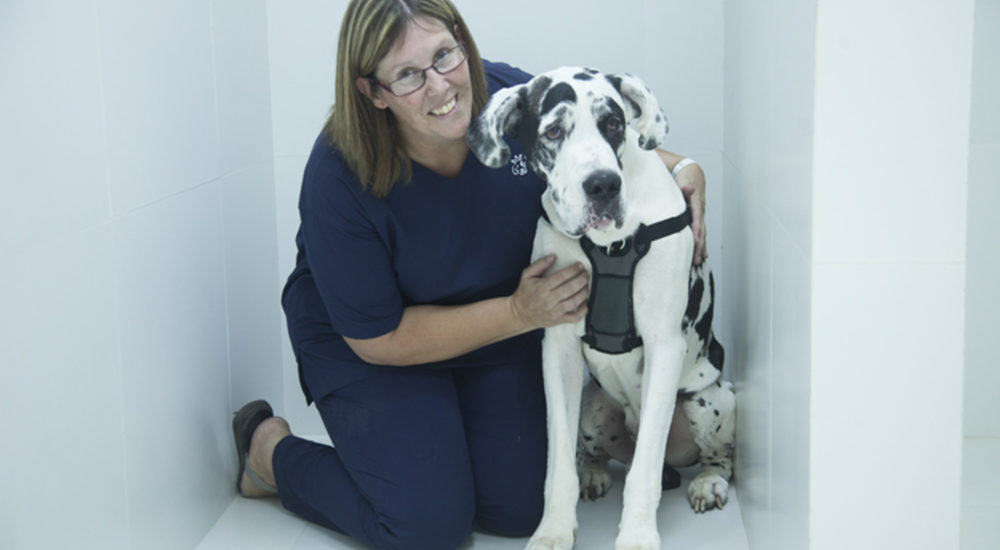 Case Study -Crown Vets (9)