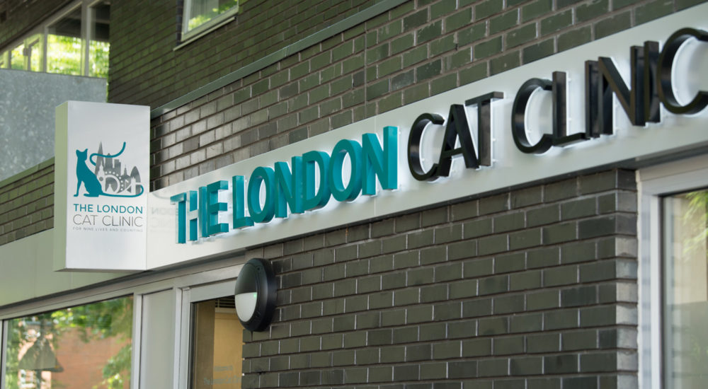 Case Study - London Cat Clinic (13)